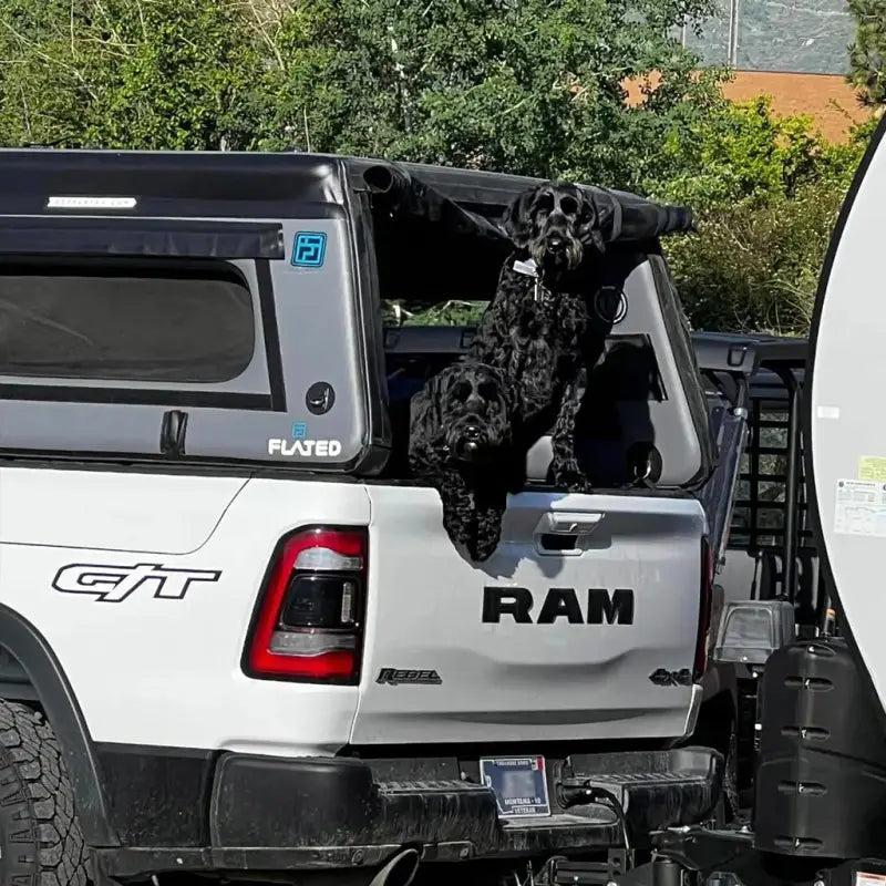 Two dogs peeking out of the back of a truck equipped with the MR Full-Size 5.5' Bed air-topper shell, showcasing its versatility.